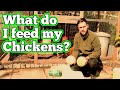 What do I Feed my Chickens | Keeping Chickens for Beginners | Chicken Food (UK)