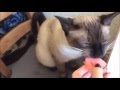 Cats eating watermelon  funny cats compilation 3