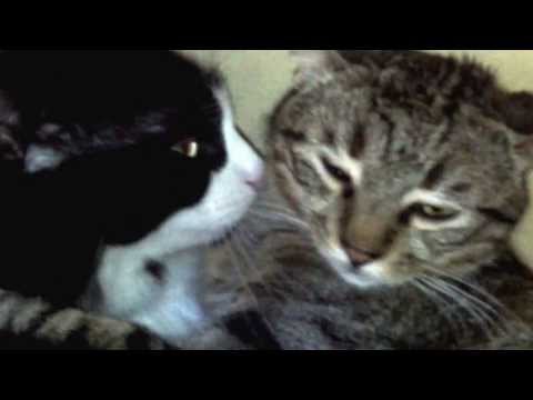 Видео: Порода котки Selkirk Rex хипоалергенна, здраве и продължителност на живота