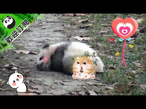 《熊貓早晚安》能叫醒我的只有饑餓 | iPanda熊貓頻道