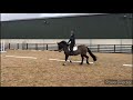 "BB" Irish Sport Horse for sale