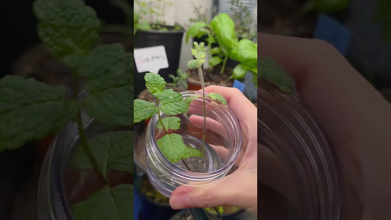 The Garden Indoors Over Winter