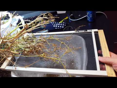 Video: Recoltarea semințelor de țelină: Aflați cum să economisiți semințele de țelină