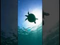 Bu Hayvanın Dünyaya Gelme İhtimali Bir Milyonda Bir! #shorts