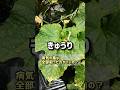 きゅうり、病気の葉は全部取った方がいいの？