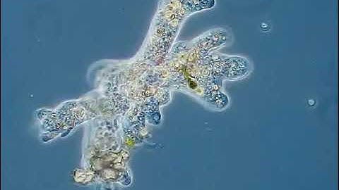 Amoeba In motion | Real amoeba live | Science knowledge | 2021 |