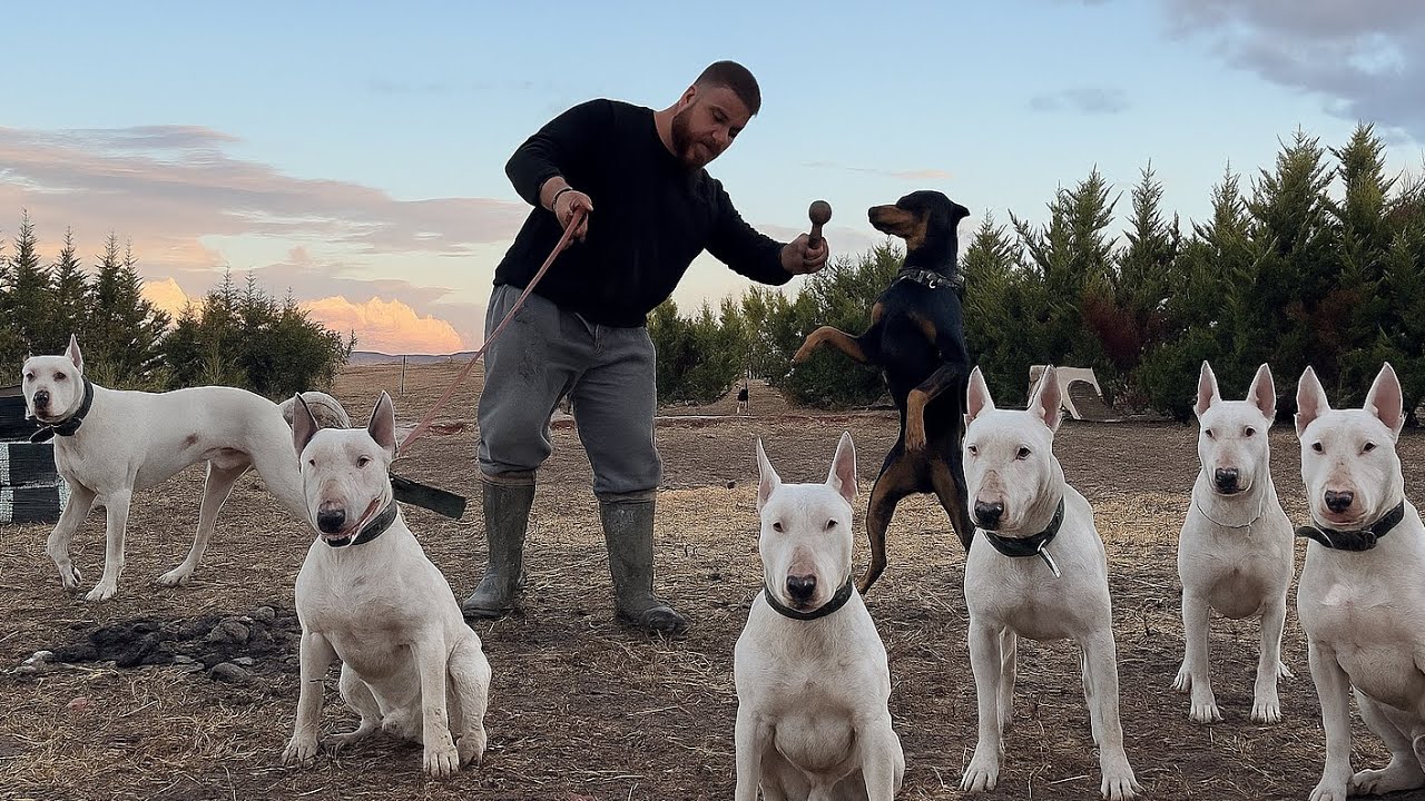 Новый Щенок Бультерьера! Самая Решительная Собака в Мире!