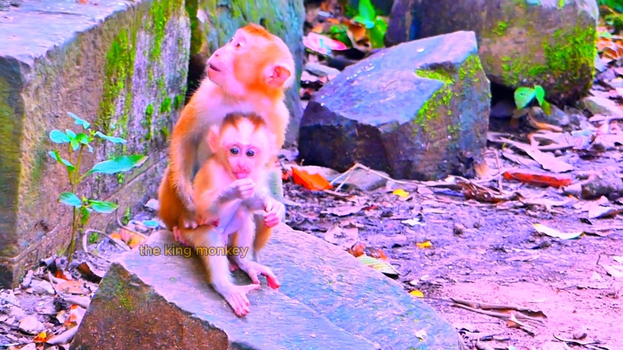 Mother monkey ANGELA stops at nothing to protect baby LEO