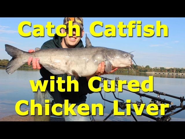 Awesome catfish bait - cured chicken liver on an egg loop knot