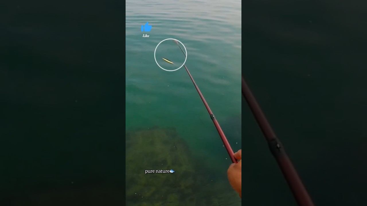 Catching a Tiny Fish on a Rock | Clear Sea Shore”(9) 