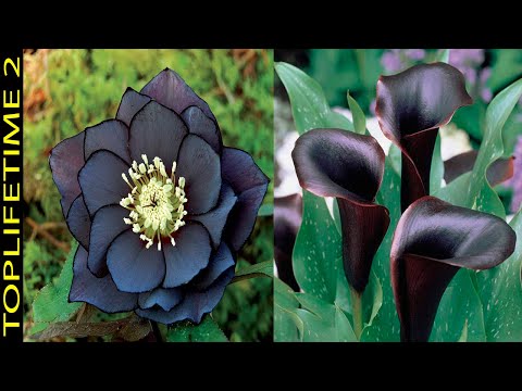 12 Plantas Negras Para un Jardín Gótico