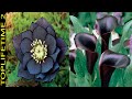 12 Plantas Negras Para un Jardín Gótico