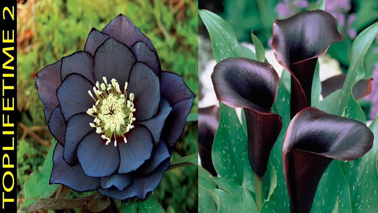 12 черных растений для готического сада