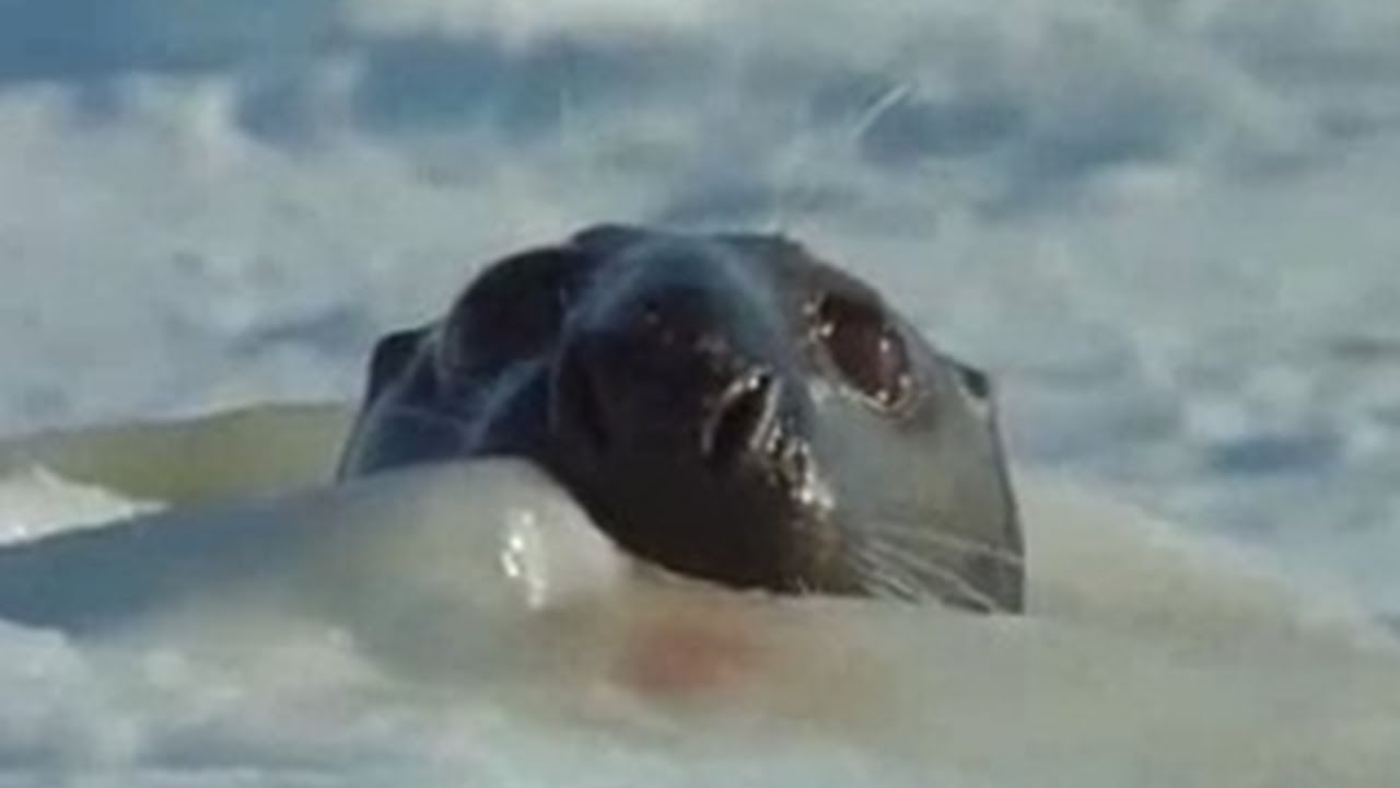 Mating Seal Sets Sights on Mother Seal and Her Cute Baby Cub BBC