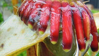 Would you eat this corn