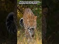 “Silent Killer in Action 😯 | Leopard on the Move”