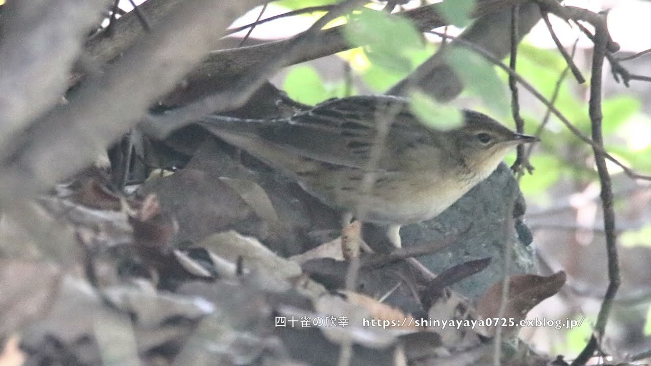 5年振りのマキノセンニュウ！ : 四十雀の欣幸 ～野鳥写真日記～