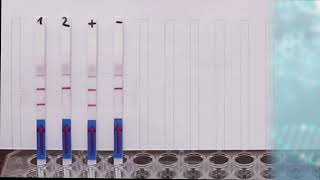 HybriDetect - How to detect PCR/LAMP/RPA Amplicons within 10 minutes