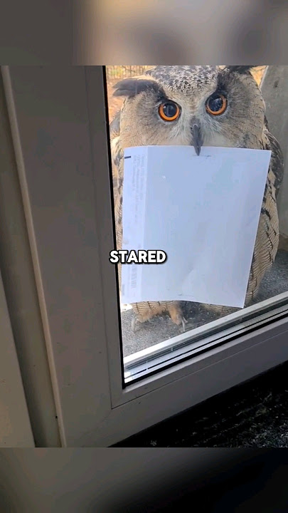 This owl brought something unexpected 😮 #shorts #owl #funny