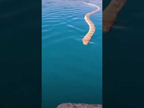 اكبر افعى موجوده بلبحر