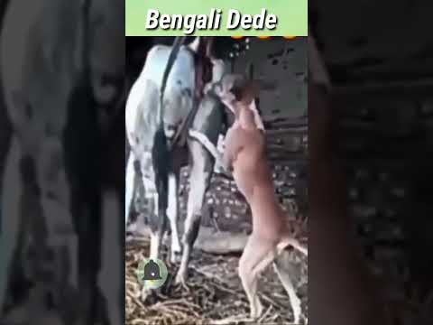 Cow and Dog Mating. #shorts #short #dog #animals