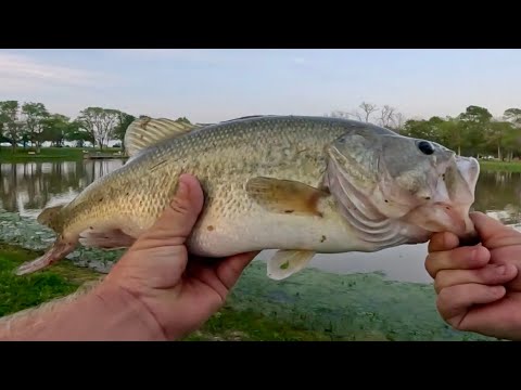 Senkos and Lunkers 4lbs+