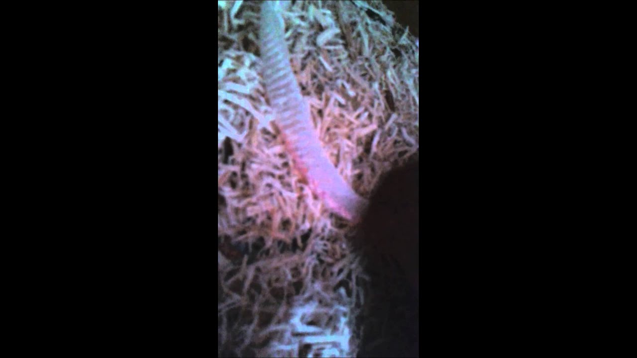 amelie sf Corn snake shedding