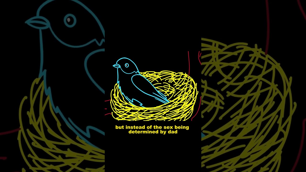 Sex determination in different species 