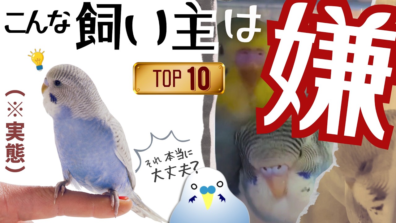 鳥の本音】インコが語る「鳥を幸せにできない飼い主」ランキングTOP10