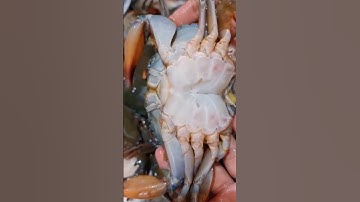 Thumbnail of TUTORIAL MEMBERSIHKAN KEPITING ALA AKU