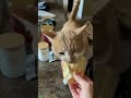 Wild Kitten ruins everything - Crazy Moments 🔥 Trending Clip!