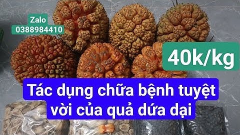 Công dụng chữa bệnh tuyệt vời của quả dứa dại: chữa viêm gan, xơ gan, sỏi thận, giúp sáng mắt...