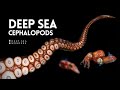 The Unique Biology of Cephalopods