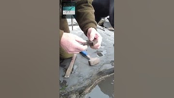 Fossil hunter extracts amazing TOOTH #shorts