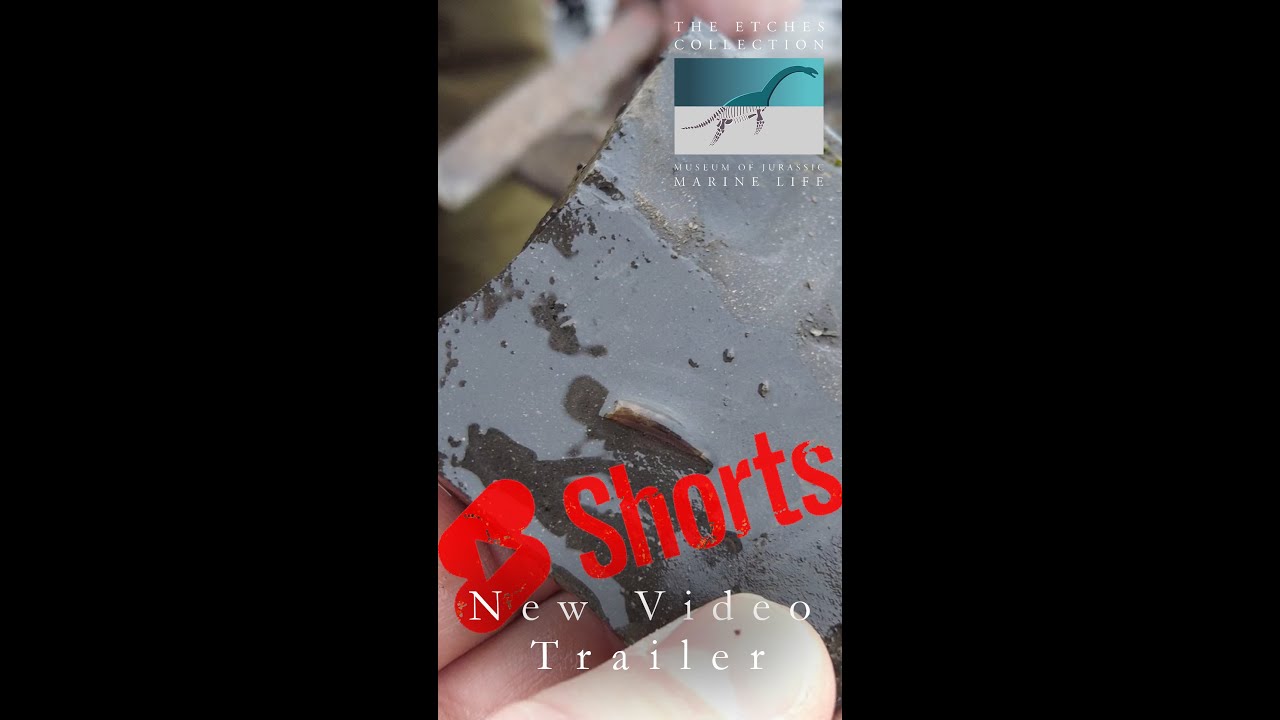 Fossil hunter extracts amazing TOOTH 