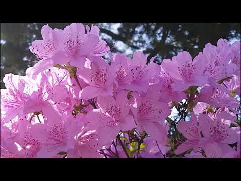СПОКОЙНАЯ МУЗЫКА - ВЕСЕННИЕ ЦВЕТЫ