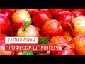 Українські фермери можуть подвоїти урожай яблук, використовуючи запилювач «Професор Шпрінгер»