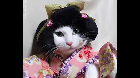 Những khoảnh khắc hài hước của động vật - Phần 3