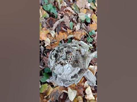 Звуки Природы: Осиный улей - YouTube