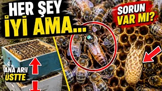 Ana Arıyı Üst Kata Aldım! (TERS KAT) Sonuç Beklediğim Gibi Değil 😳