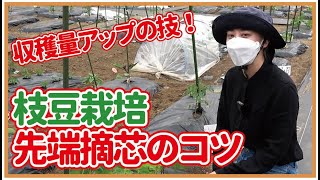 green soybeans】How to increase the yield of green soybeans by