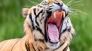 Is he Thirsty or Sleepy 🤔 II Tiger 🐯 Safari || Mr & Ms Explorer || Travel Life || #viral #tiger #yt