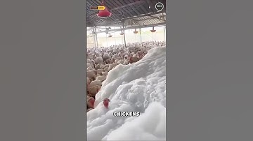 Foam Killing Chickens? Here’s What’s Really Happening  #interestingfacts