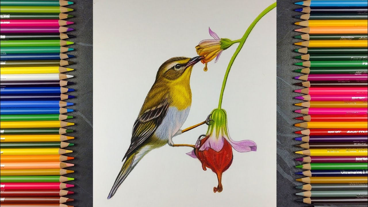 Realistic Yellow Warbler Bird Drawing | Colour Pencil Timelapse Art