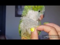 ПОПУГАЙ ТРАВМИРОВАЛ ЛАПКУ КАК ОСТАНОВИТЬ КРОВОТЕЧЕНИЕ?/The parrot hurt its leg. how to stop bleeding