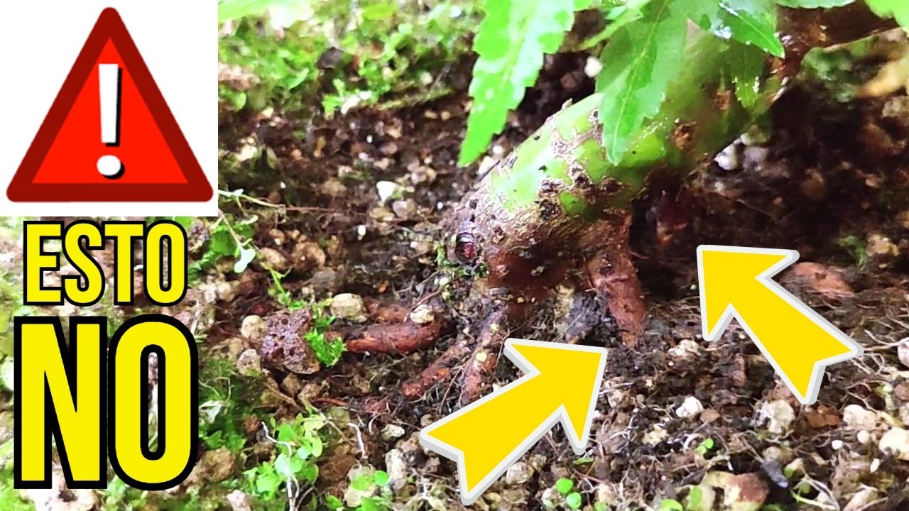 ✅Cómo Hago el Mantenimiento de un PRE BONSAI de Arce Palmatum Deshojo.