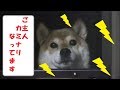 カミナリだ!!窓の外から無言で助けを求める柴犬