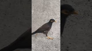 He knows exactly what he did... 👀🐦 #shorts #nature #smartbirds #birdsoftheworld #funnyanimals