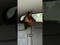 Как приучить собаку плавать? Шампунь wb - 182937709