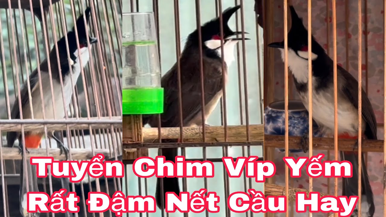 Tuyển Được 3Chú Chim Víp Yếm Rất Đậm Bộ Đẹp Phách Hay Nhanh Cầu 25/1/26